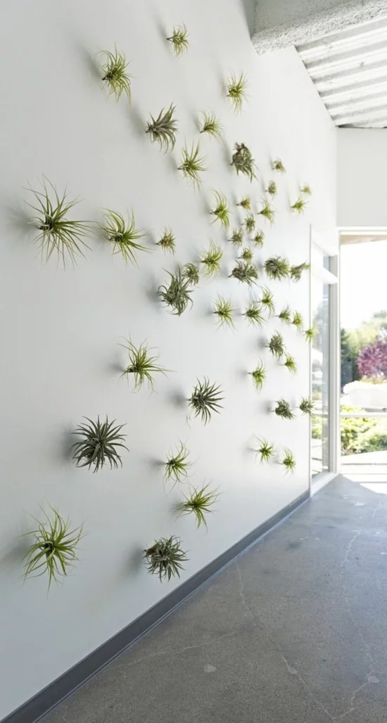 ausgefallene Wanddeko mit Luftpflanzen 