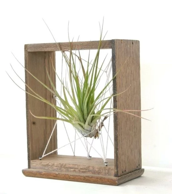 hölzerner Rahmen arrangiert mit einer Luftpflanze 