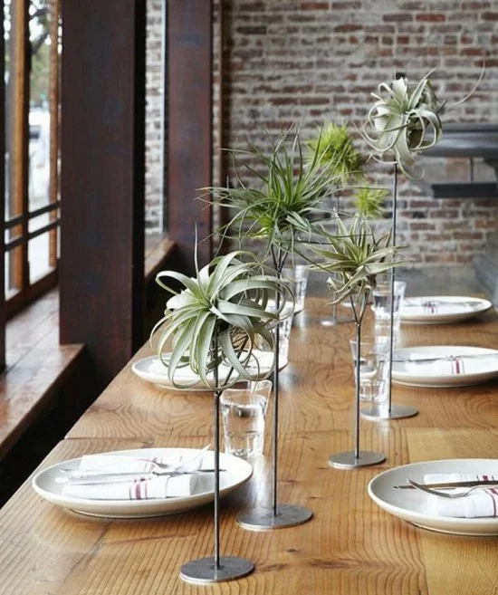 elegante Tischdeko mit Tillandsien auf metallenen Ständern