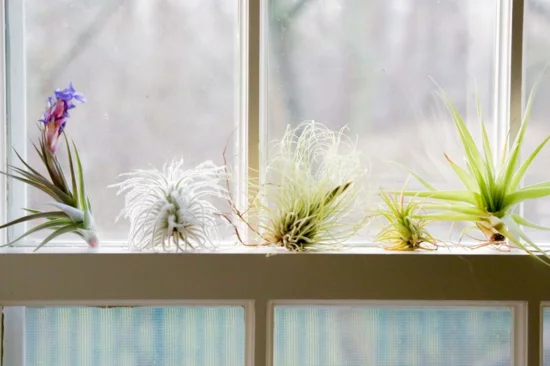 originelle Fensterdeko mit Luftpflanzen 