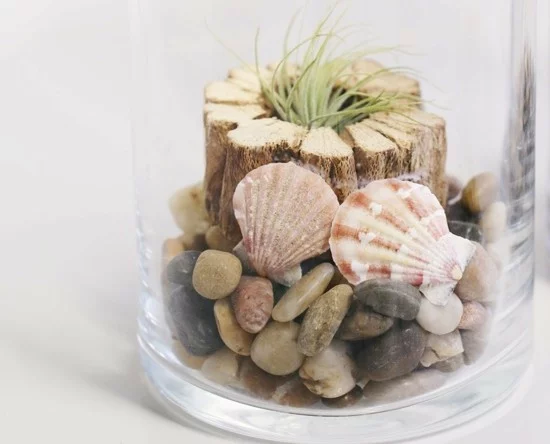 DIY Deko im Glas mit Muscheln und Luftpflanzen