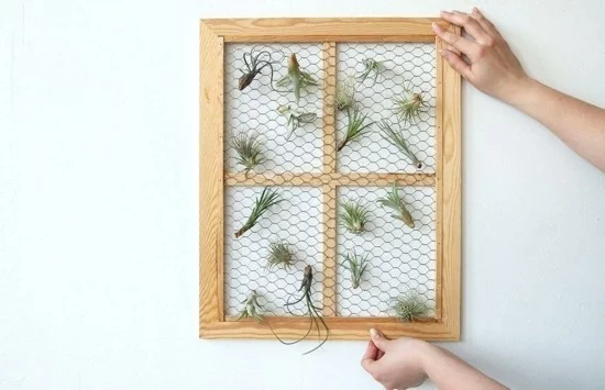 Fensterrahmen mit Hasendraht und Luftpflanzen als Wanddeko 