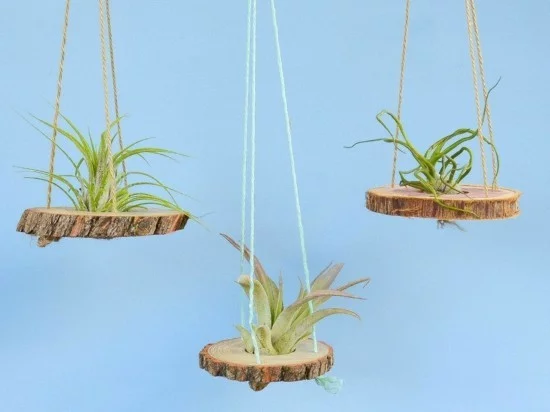 hängende Holzscheiben mit Luftpflanzen 
