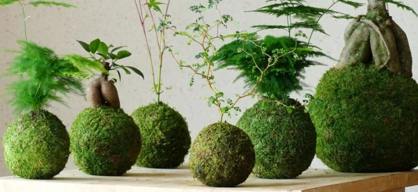 hängender Garten Kokedama Moosbälle selber machen als grüne Raumdeko zu Hause 