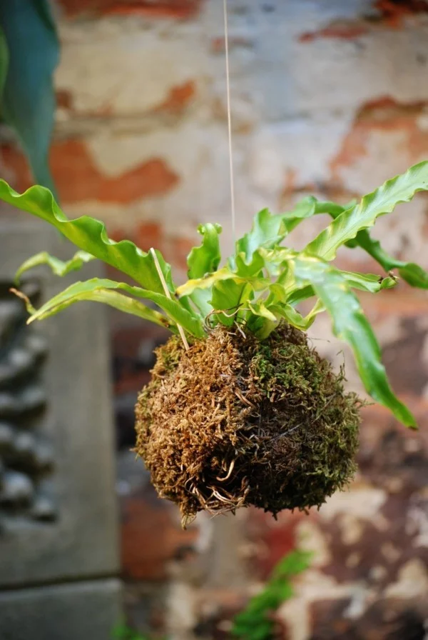 hängender Garten eine Mooskugel DIY Projekt nach japanischer Art Kokedama