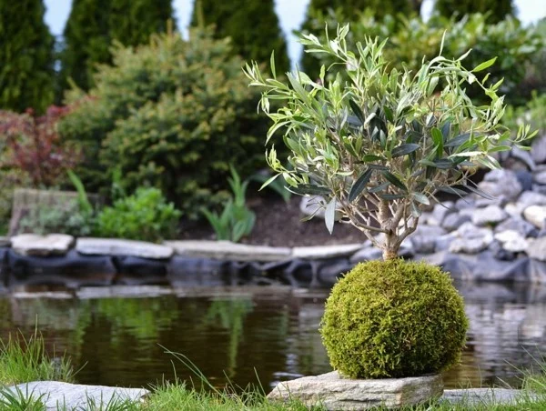 japanische Gartenkunst Bonsai Baum und Mooskugel DIY Projekt Kokedama