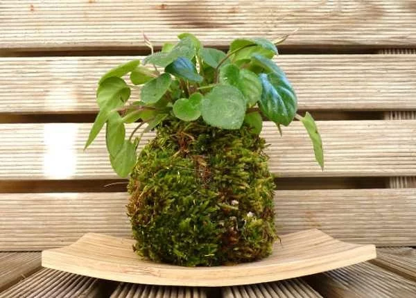 japanische Gartenkunst Mooskugel mit Pilea DIY Projekt mit Zimmerpflanzen