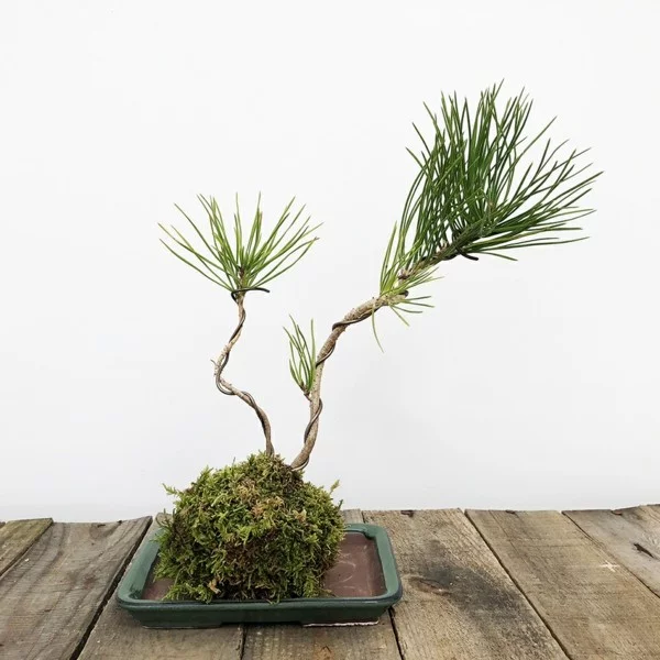 japanische Gartenkunst Bonsai Mooskugel DIY Projekt Kokedama mit grünen Pflanzen 