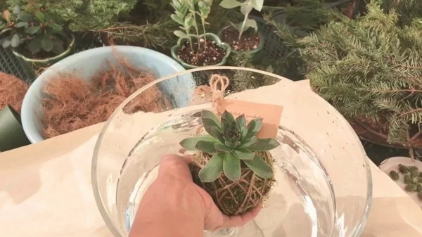 japanische Gartenkunst kleine Sukkulenten für die Mooskugeln Kokedama verwenden