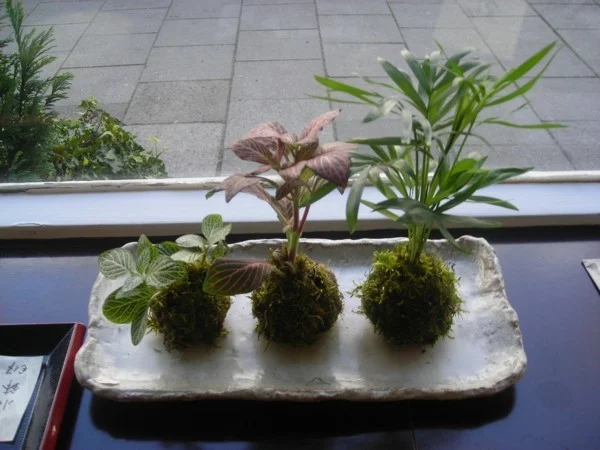 japanische Gartenkunst Bonsai Mooskugeln DIY Kokedama erstellen
