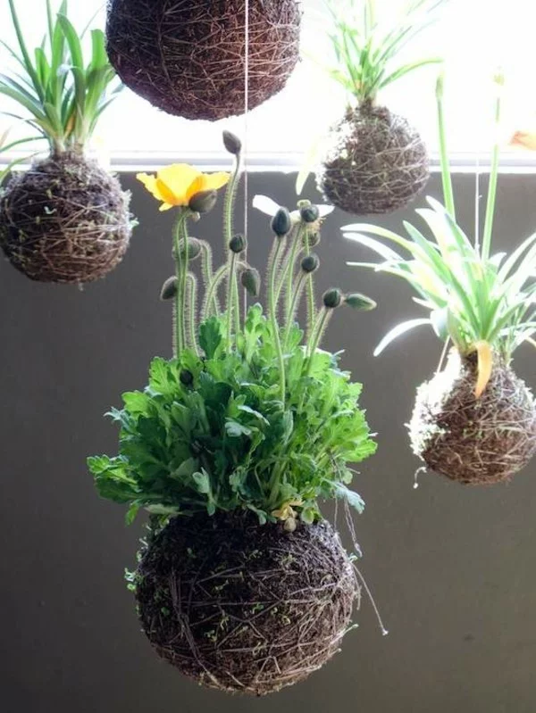 japanische Gartenkunst Ideen hängende Mooskugeln Kokedama selber machen