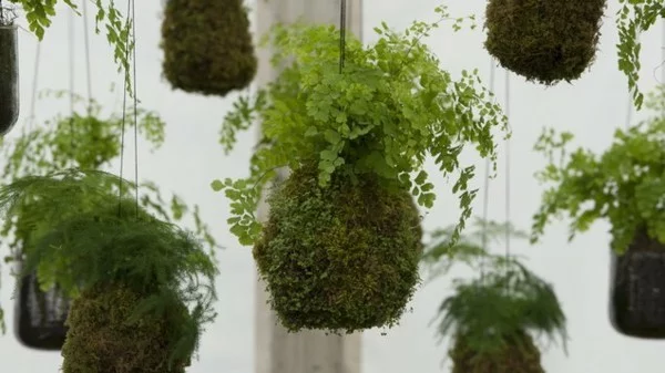 japanische Gartenkunst DIY Ideen hängende Mooskugeln mit grünen Pflanzen Kokedama