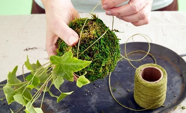 japanische Gartenkunst Kokedama Moosball mit Garn umwickeln