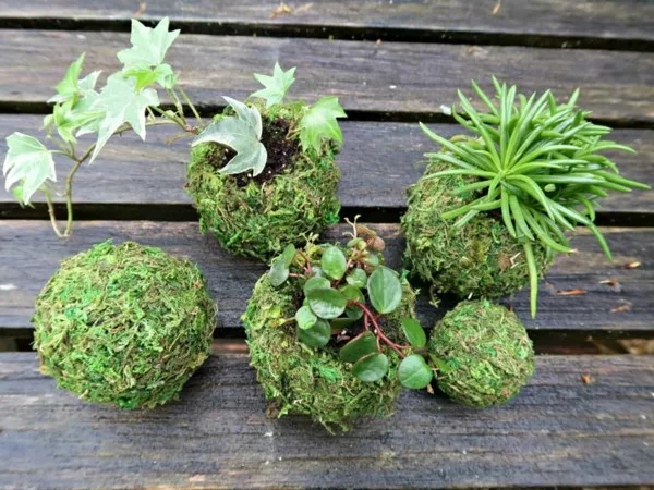 japanische Gartenkunst Mooskugeln DIY Projekt Kokedama Moosbälle selber machen 