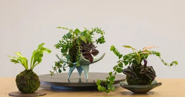japanische Gartenkunst Mooskugeln als Raumdeko DIY Projekt Kokedama erstellen 