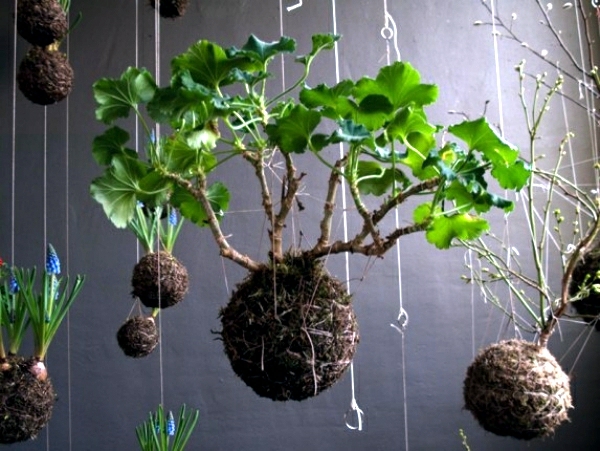 japanische Gartenkunst hängende Bonsai Mooskugel Kokedama