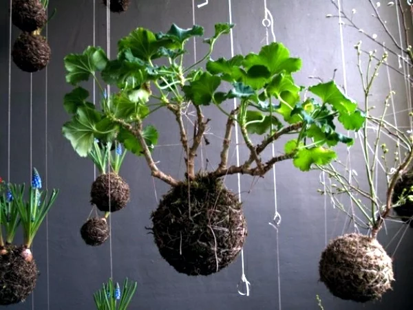 japanische Gartenkunst hängende Bonsai Mooskugeln Kokedama selber machen als Raumdeko benutzen
