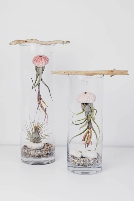 kreative Dekoidee mit Luftpflanzen und Seeigelgehäusen