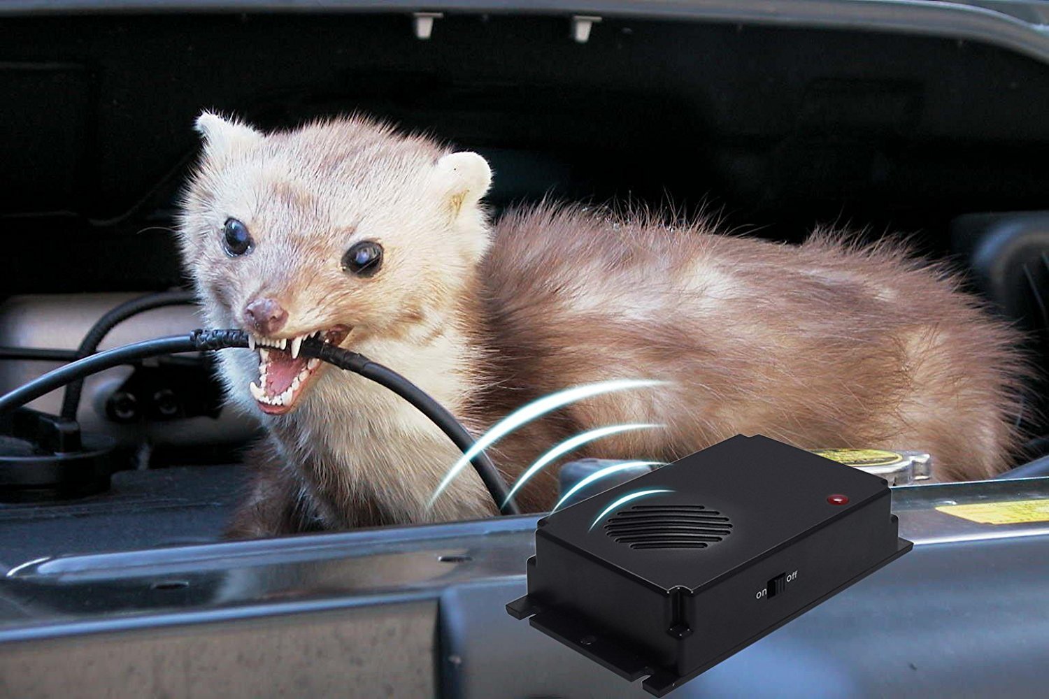 Marder vertreiben - Strategien, die natürliche und effektive Methoden