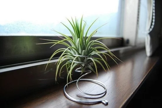 minimalistische Fensterbankdeko mit Luftpflanze 