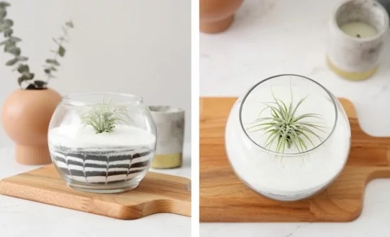 rundes Glas mit Luftpflanze und Deko-Sand