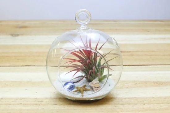 Mini Glas-Terrarium in runder Form mit Tillandsie, Muscheln und Sand 