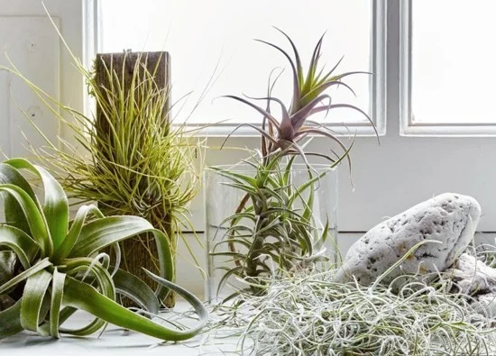 tropische Deko für die Fensterbank mit Luftpflanzen 