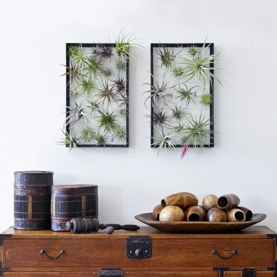 zwei Bilderrahmen voller Luftpflanzen als originelle Wanddeko 
