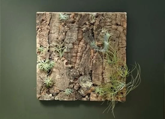 kleine Luftpflanzen an einer Baumrinde als DIY-Wanddeko 