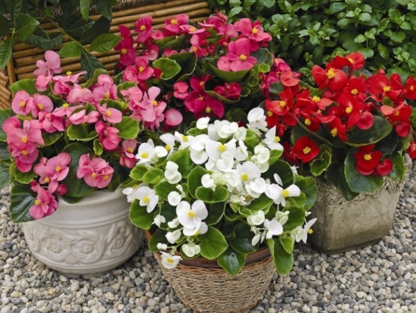 Begonien Topfpflanzen vier verschiedenen Farben schöner Blickfang im Garten