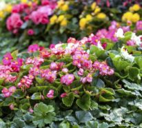 Begonien – Blütenpracht und Blattlaub schmücken Balkon und Garten