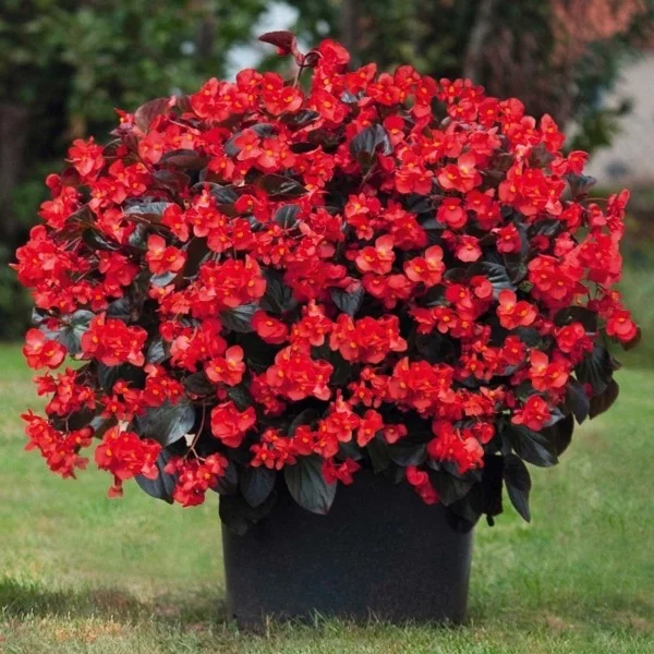 Begonien rote Blüten im Topf Höhe von 45 bis 60 cm