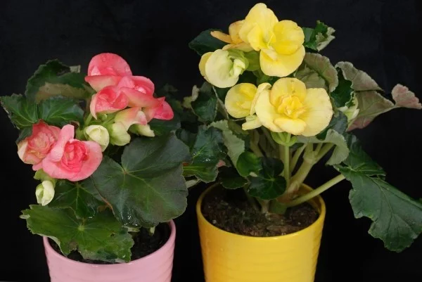 Begonien zwei Topfpflanzen zartes Rosa und Gelb Farben der Blüten ab Mitte Mai ins Freie bringen