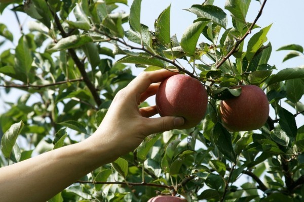 Apfel Äpfel gesund - mit der Hand nehmen