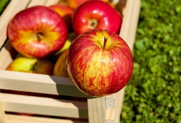 Apfel Äpfel gesund - reif und schön