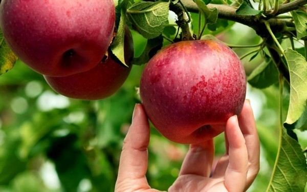 Rezept Apfel Crumble Apfelstreusel Apfelbaum Äpfel gesund