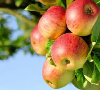 Apfel Crumble zubereiten – ein gesundes Rezept mit Kokosmehl