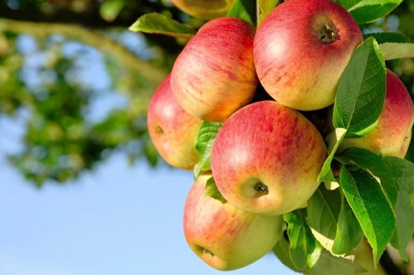 Rezept Apfel Crumble Äpfel Apfelbaum