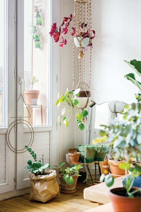 urban jungle zimmerpflanzen fürs wohnzimmer