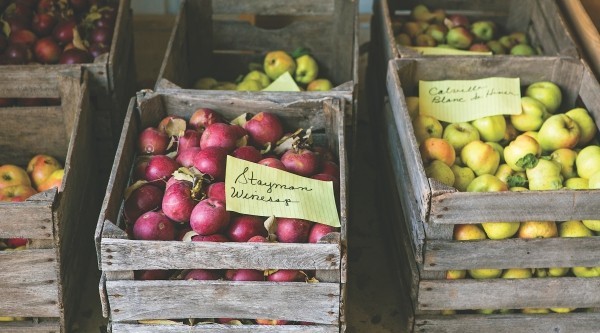verschidene farben Apfel Äpfel gesund