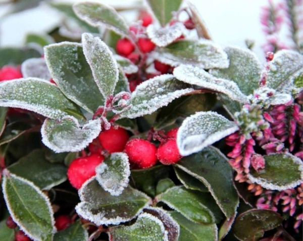 10 winterharte Balkonpflanzen, die uns auch in der kalten Jahreszeit