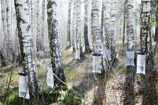 Birkenwasser zapfen Birkenbäume Wald Frühling Birkensaft Wirkung