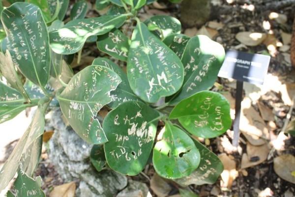 Clusia Rosea Autogrammbaum Blätter botanischer Garten