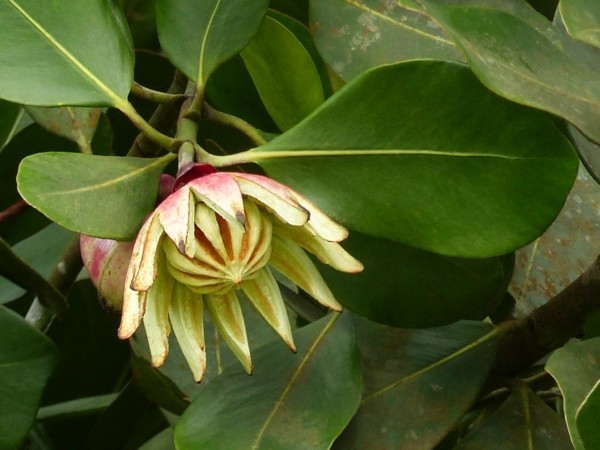 Clusia Rosea Autogrammbaum Blüte Blätter tropische Pflanze