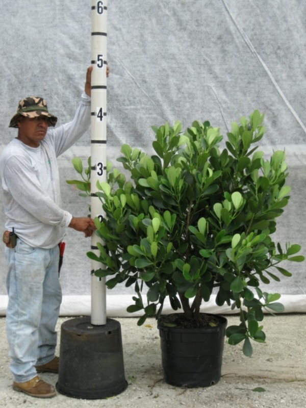 Clusia Rosea große Topfpflanze Zierbaum Autogrammbaum