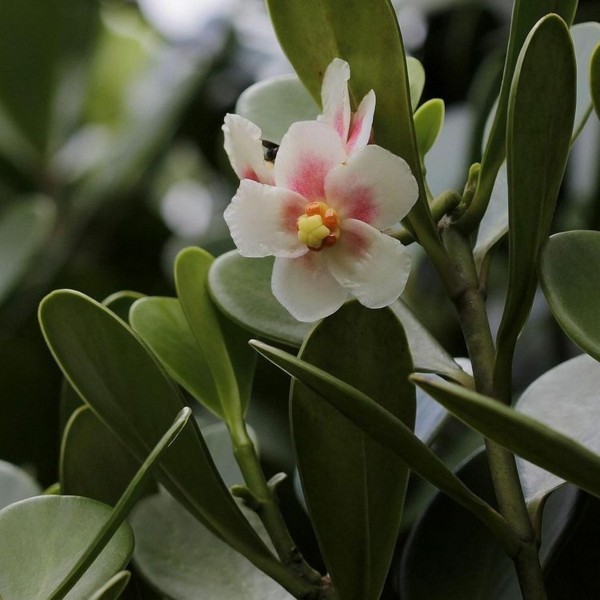 Clusia Rosea tropische Pflanze Blüte