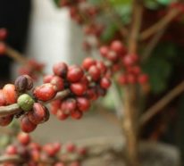 Kopi Luwak oder Katzenkaffee ist der teuerste Kaffee der Welt. Wissen Sie warum?