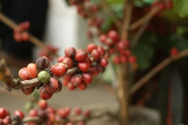 Kopi Luwak Kaffee Katzenkaffee der teuerste Kaffee der Welt Kaffeepflanze