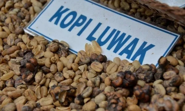 Kopi Luwak Kaffee Preis Katzenkaffee teuerster Kaffee Indonesien