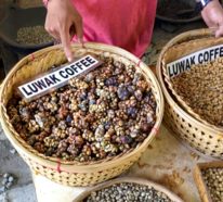 Kopi Luwak oder Katzenkaffee ist der teuerste Kaffee der Welt. Wissen Sie warum?
